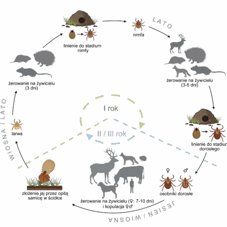 Cykl rozwojowy kleszcza łąkowego. “Created in BioRender. Koczwarska, J. (2025) https:// BioRender.com/22h8ikm”