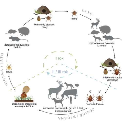 Cykl rozwojowy kleszcza łąkowego