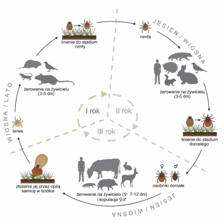 Cykl rozwojowy kleszcza pospolitego “Created in BioRender. Koczwarska, J. (2025) https:// BioRender.com/8w8nfyf”
