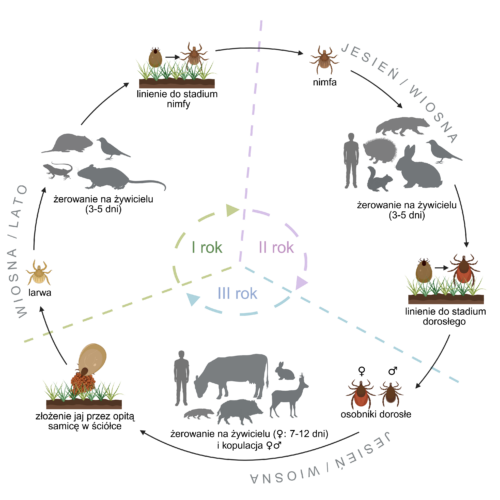 Cykl rozwojowy kleszcza pospolitego