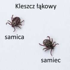 Kleszcz łąkowy