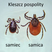 Samiec i samica kleszcza pospolitego (zdjęcie: J. Koczwarska)