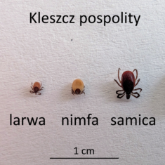 Kleszcz pospolity – stadia rozwojowe