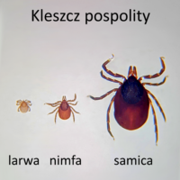 Formy rozwojowe kleszcza pospolitego (zdjęcie: J. Koczwarska